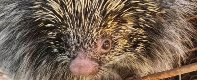 GOBERNADOR ROCA: Rescatan y liberan a un erizo que ingresó a un comercio