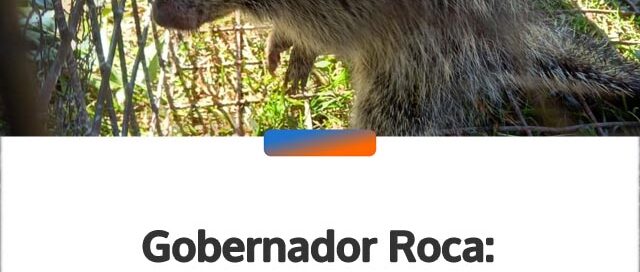 Gobernador Roca: rescataron un erizo silvestre que apareció en una vivienda y lo devolvieron a su hábitat